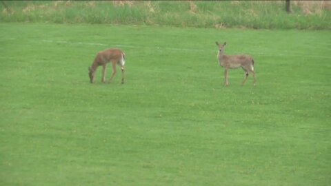 Wisconsin DNR warns drivers to be on the lookout as deer-related crashes increase