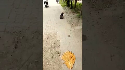 A lonely Dog