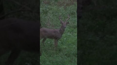 Kentucky has some great bucks! #shorts #deer #deerhunting