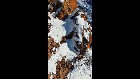 Mountain goats