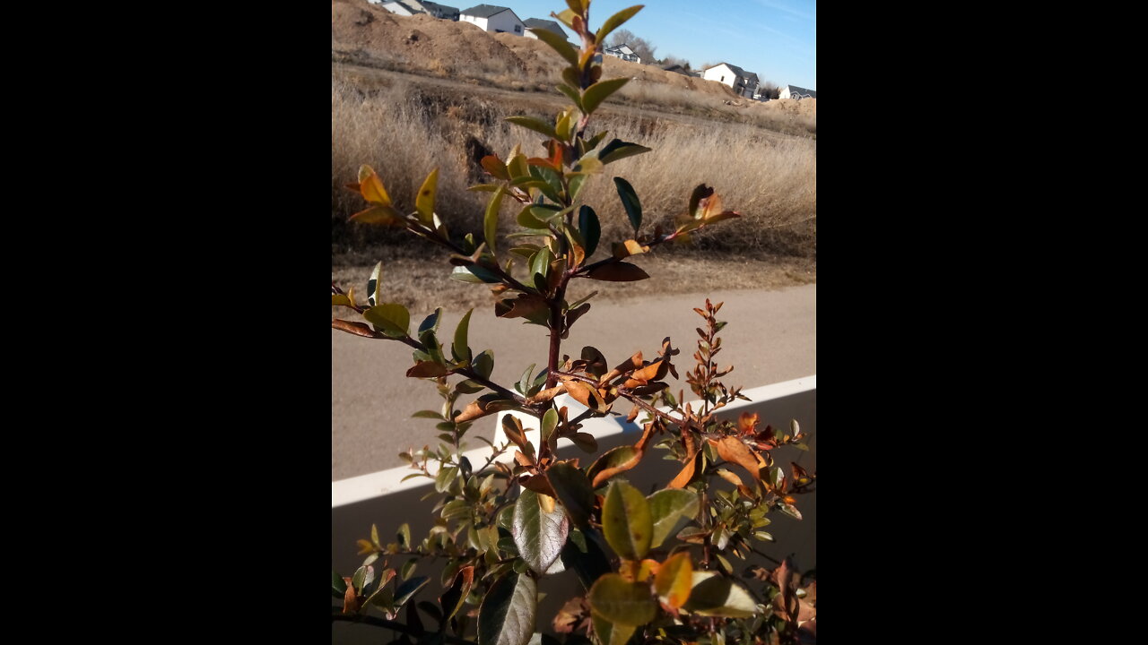 Pruning to control fireblight in the garden