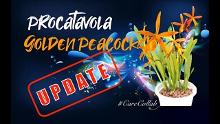 Procatavola Golden Peacock UPDATE 🙌🏼🤩 Summer 2021 #CareCollab #ProcatavolaGoldenPeacockCare