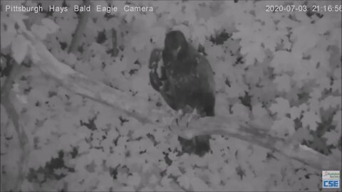Hays H12 sleeping on Woods Limb and good morning flyoff 7.03.20