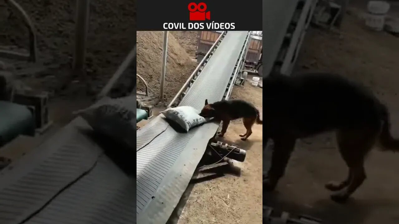 não tá fácil nem pra cachorro 😂😂😂