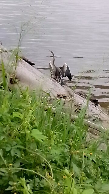 Cormorant On Big River Bank