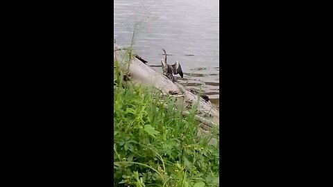 Cormorant On Big River Bank