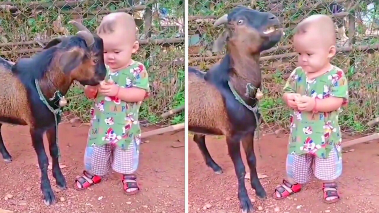 Baby boy Gets Scared From A Baby Goat