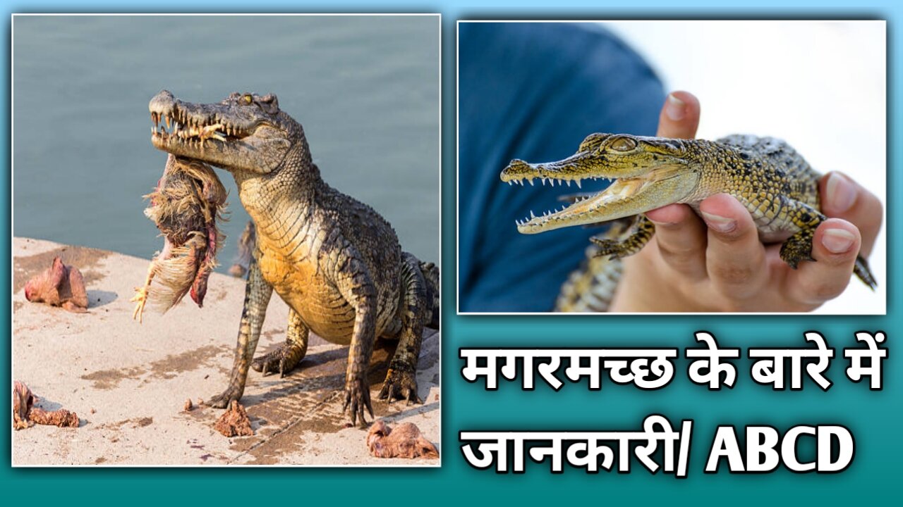 Interesting information about crocodile