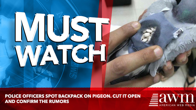 Police Officers Spot Backpack On Pigeon. Cut It Open And Confirm The Rumors