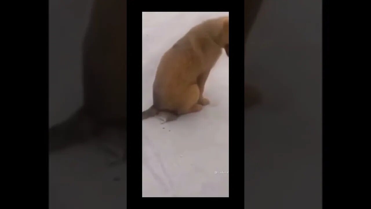 Dog very funny🤣
