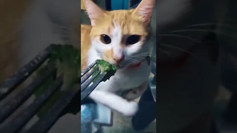 Clip hay triệu view 116 #shorts #memes #short #funnyvideos #haihuoc #vui