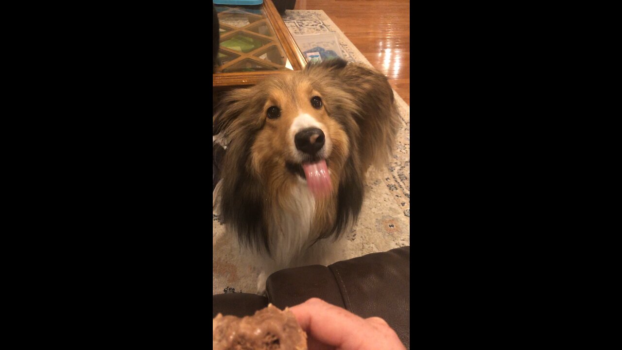 Hilarious Dog Eats Rocky Road Ice Cream!