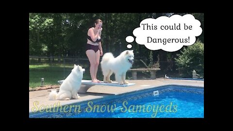 Samoyed to the Rescue