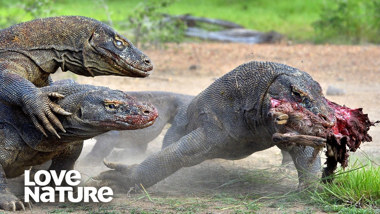 World's Deadliest Monster Lizards