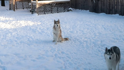 Husky Gets Cold Paws!
