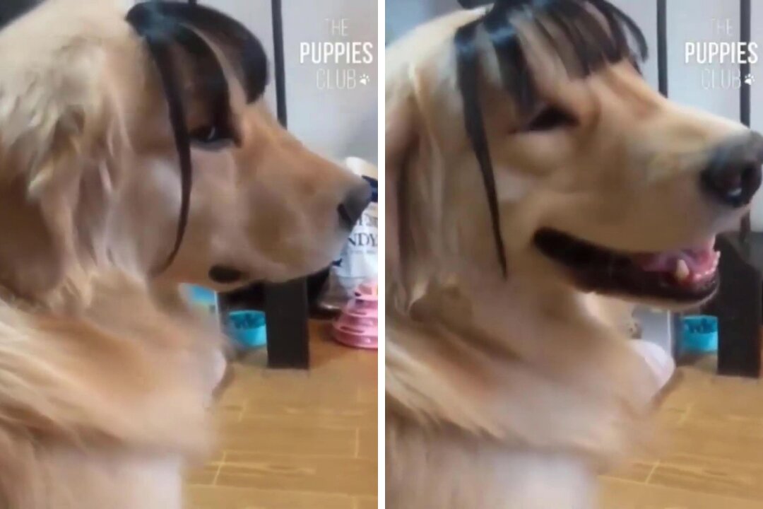 Dog Loves His New Hairstyle 🤣😂