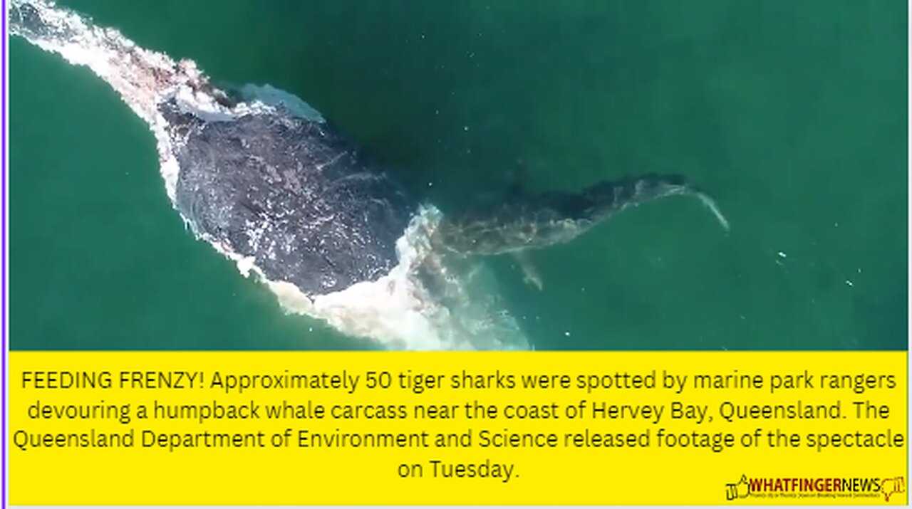 FEEDING FRENZY! Approximately 50 tiger sharks were spotted by marine park rangers