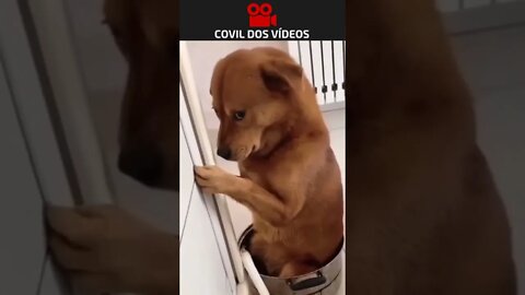 cachorro aprontou e ficou de castigo