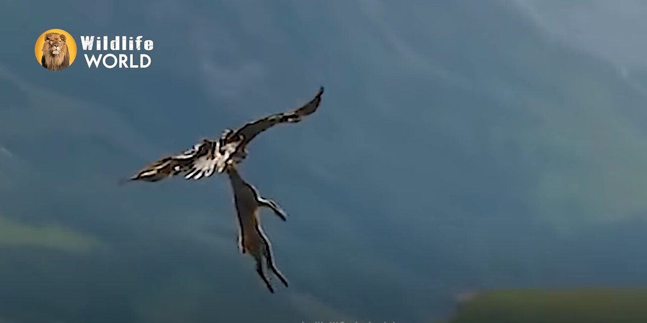 Eagles captures a Goat | Amazing Raptors and Eagle Attacks | Eagles vs Monkey, Fox and Snake