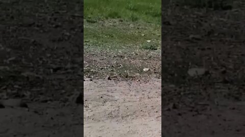 Ares Jack Russell Terrier and the Bear