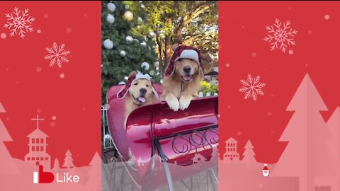 CUTEST HOLIDAY PETS TO MAKE YOUR CHRISTMAS MERRIER!!! Tiktok Compilation