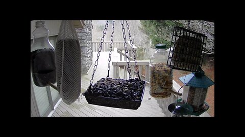 Live Bird Feeder in Asheville NC. In the mountains. Aug. 6 2021