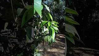 Mandarin tree has flowers, new fruit and leaves, and still has some Mandarins on it 29th August 2021