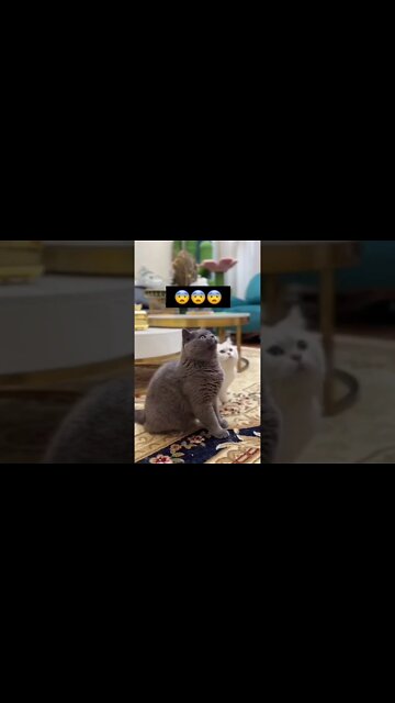 1Min Animal World #dogs #cats #pet