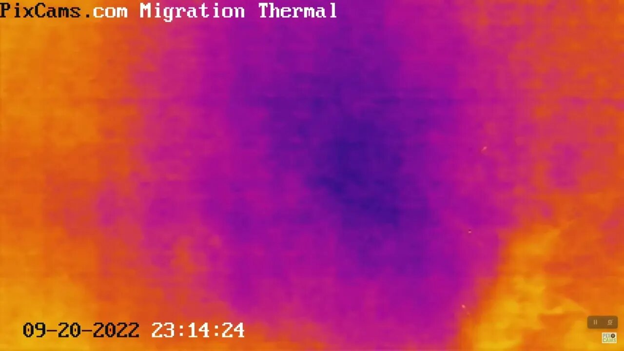 Fall Migration 2022 Thermal Camera - 9/12/2022 @ 23:13 - 19 birds in 1 1/2 min