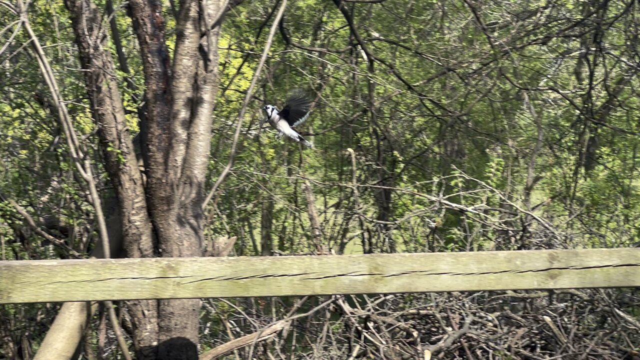 Blue Jay
