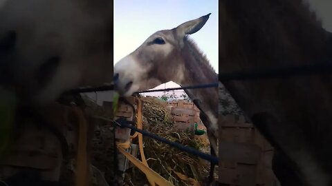 Feeding the donkeys an afternoon snack 😋 #israel #travel #farmer