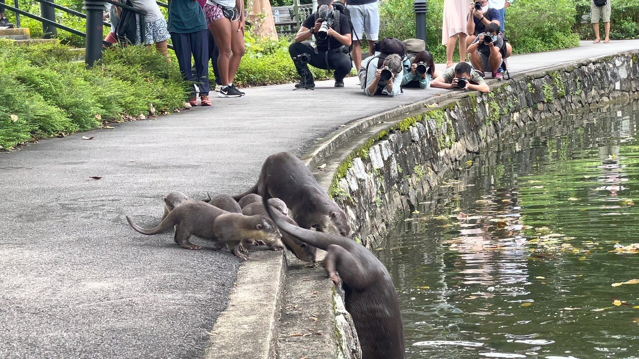 Nervous Otter Pups Get Swimming Lesson at Singapore Botanic Gardens