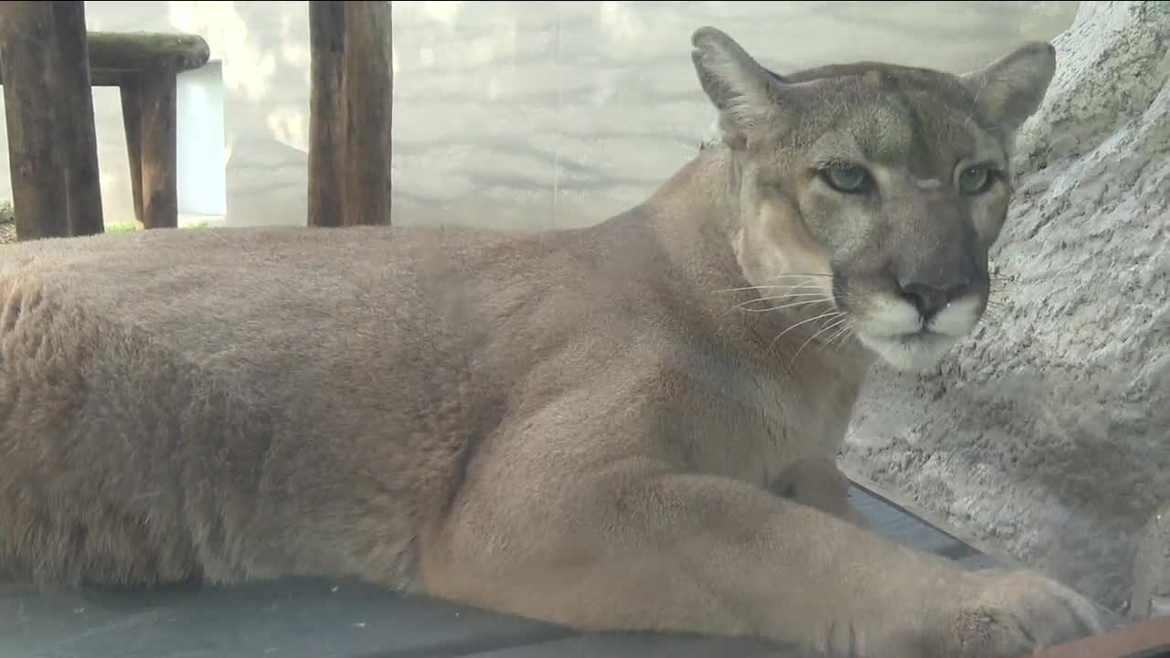 Tampa Bay man fights to save Florida panther from extinction with 'Path of the Panther' book, movie