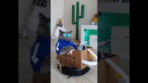 #shorts Смешные Коты Из Тик Тока 51 Funny Cats From Tiktok