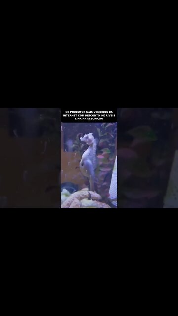 MAIS DE 300 FILHOTES POR VEZ