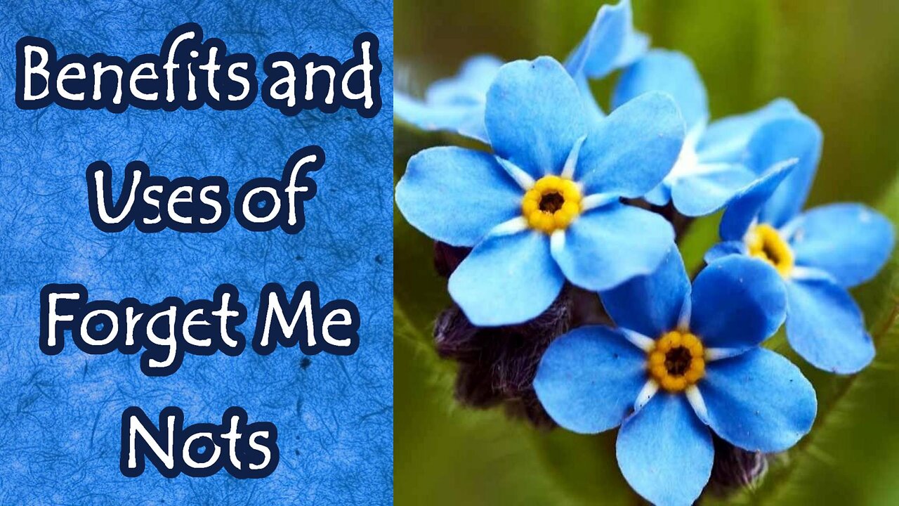 Benefits and Uses of Forget Me Nots