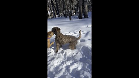 Labradoodle playing in snow