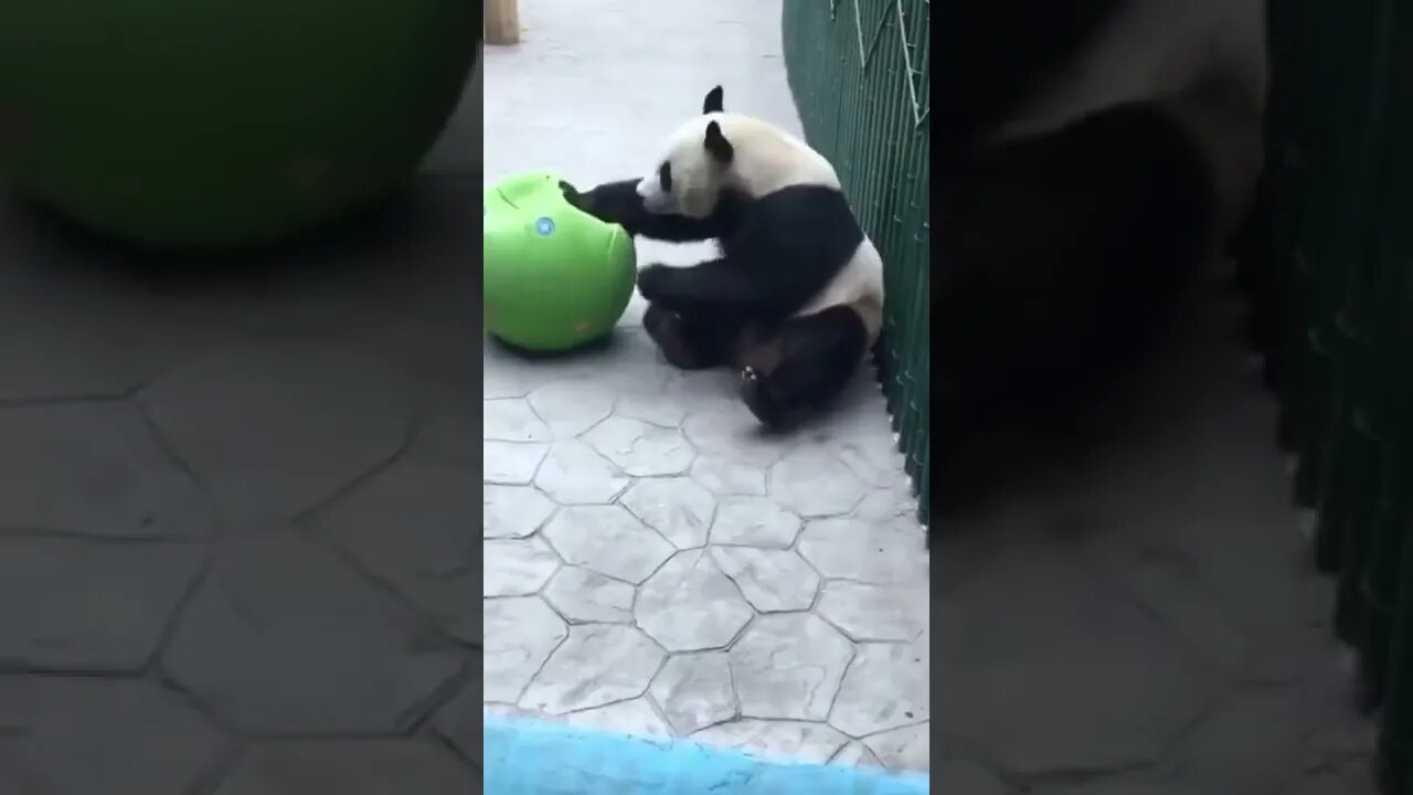 pandas desastrados 🤣🤣🤣