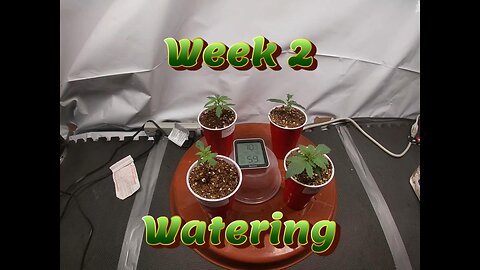 Week 2 Photoperiod Grow (Seedlings, Watering)