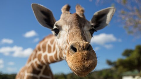 CRAZY STORY: Overly Friendly Giraffe Surprises Campers