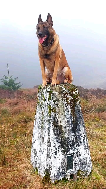 A Belgian Malinois In Scotland. On The Top Of A Mountain