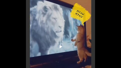 Cat 😺 & Lion 🦁 meeting 😂🤣😍