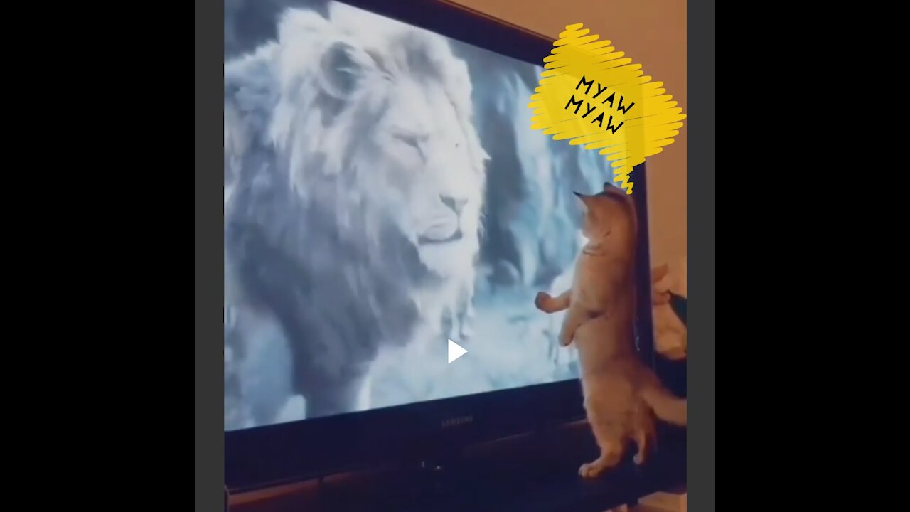 Cat 😺 & Lion 🦁 meeting 😂🤣😍