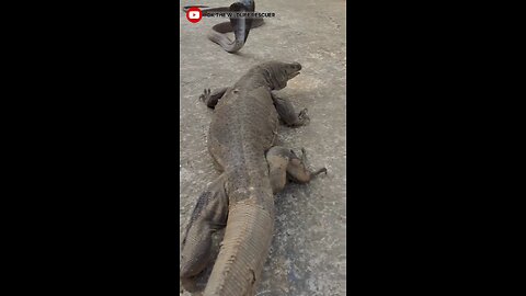 Monitor_lizard_vs_cobra_fight_PART-1_#viralshort#s