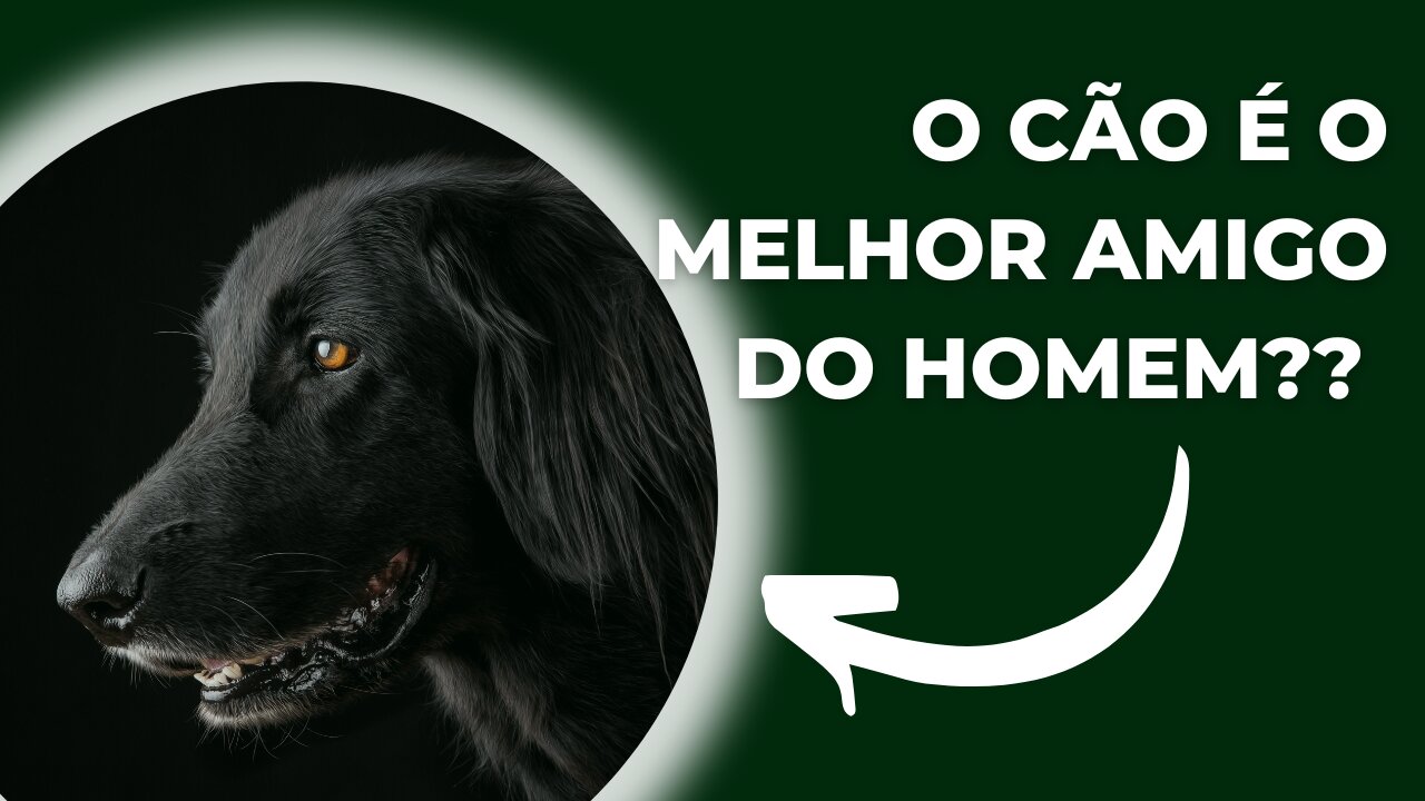 O Cão é o Melhor AMIGO do Homem?