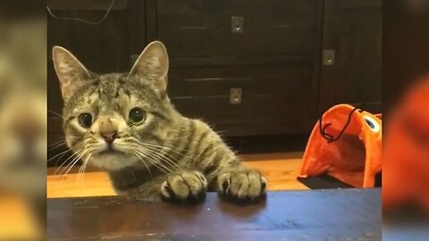 Best Funny Animal Videos