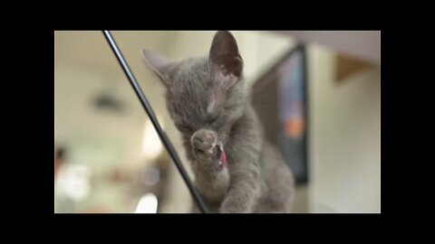 Funny Cat