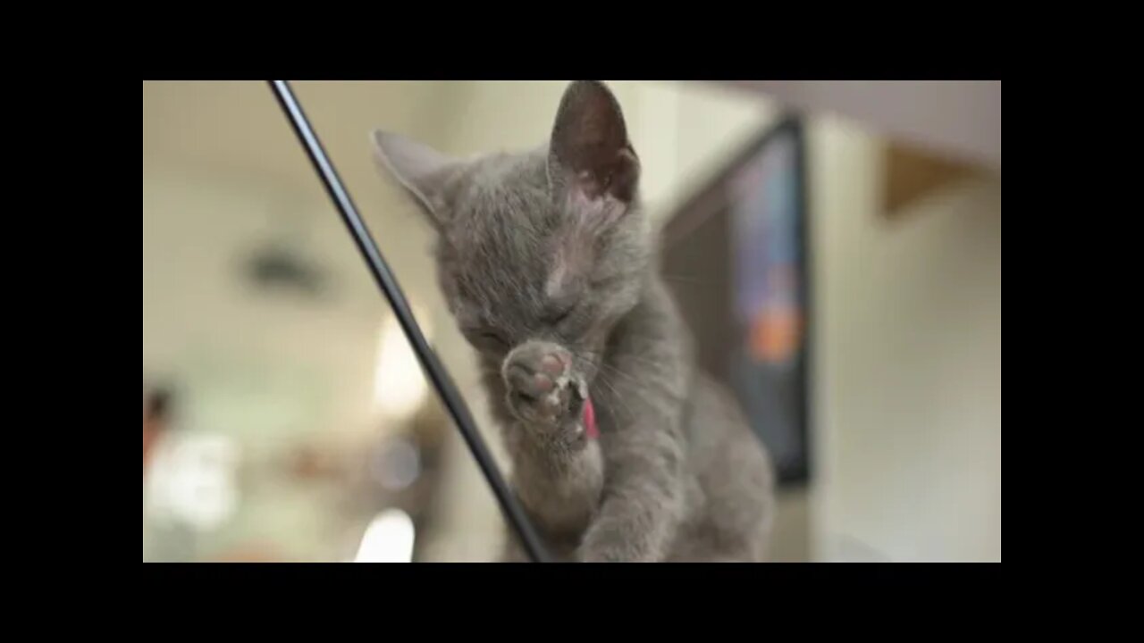 Funny Cat