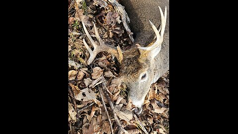 Pre rut 2024