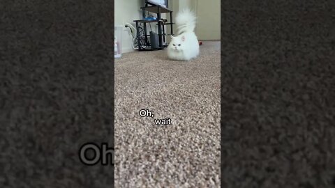 1Min Animal World #dogs #cats #pet
